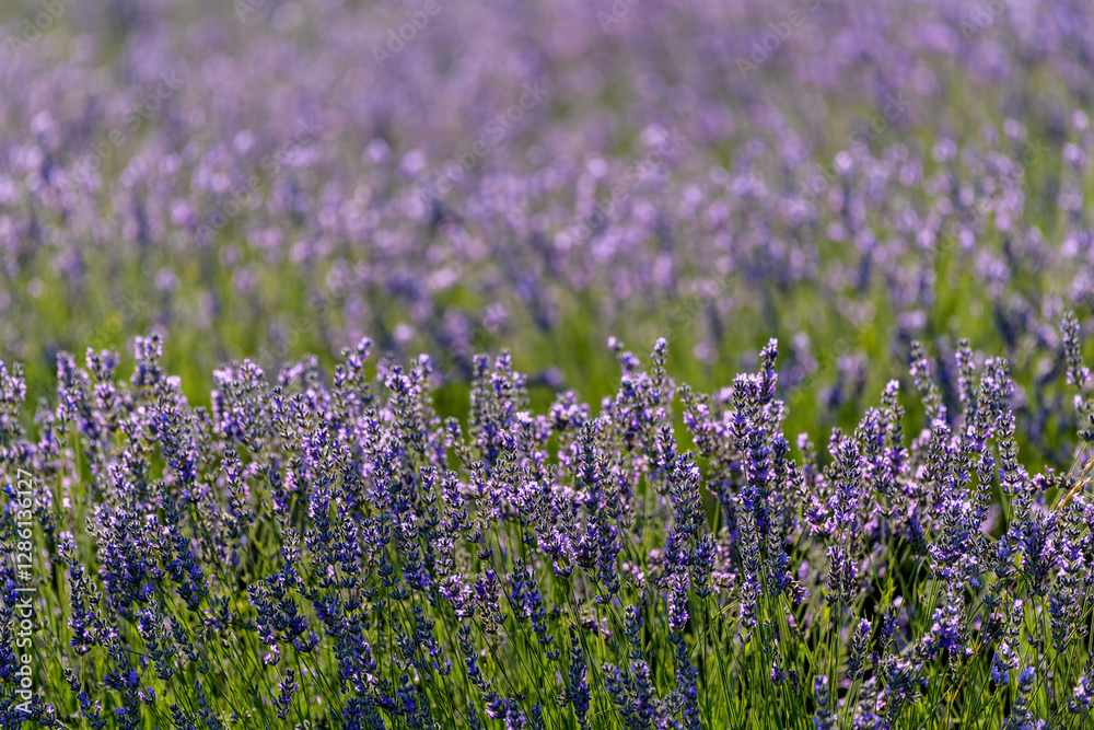 Obraz premium PLANTAS Y FLORES DE LAVANDA