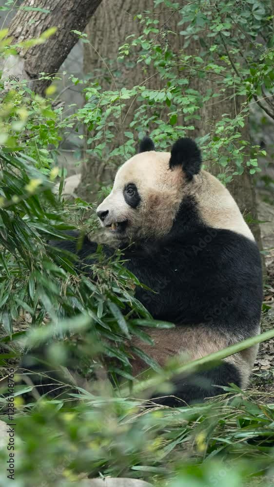 Giant pandas’ dream comes true at Chengdu Panda Base in Sichuan, China Giant pandas’ dream comes true at Chengdu Panda Base in Sichuan, China