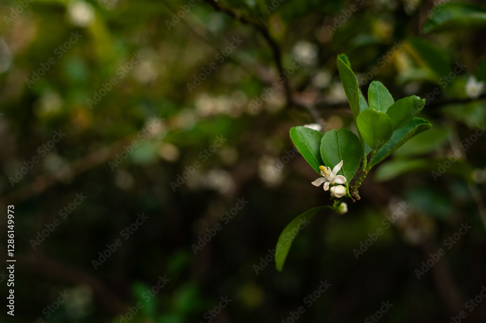 Green Lemon Tree Blossoms background Green Lemon Tree Blossoms background