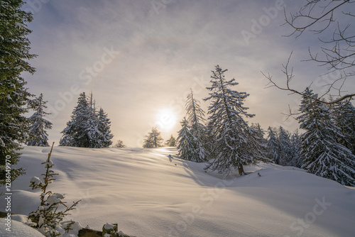 winter landscape with trees, Nendaz, Switzerland