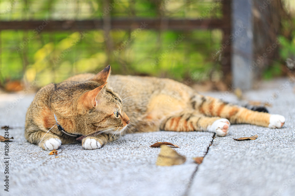 Obraz premium Tabby Cat Resting on Pavement in a Garden