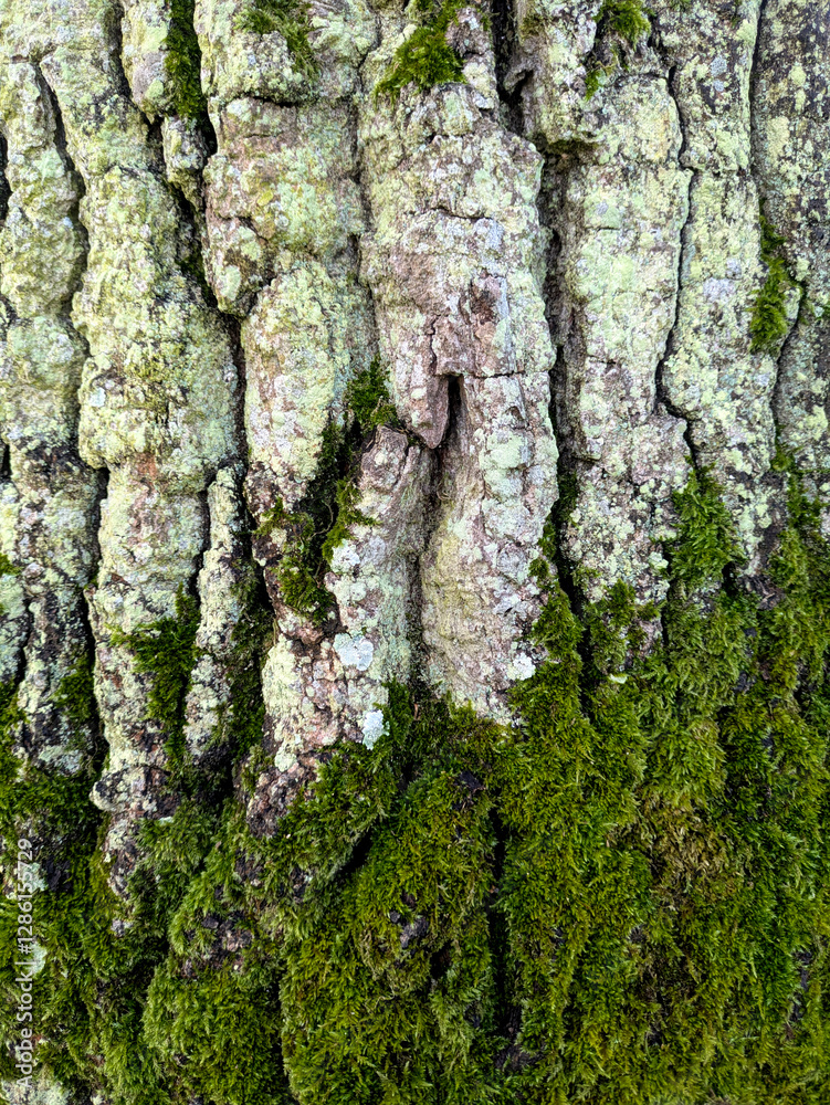 Close up of thick green moss on an old tree with thick white bark very textured nature background Close up of thick green moss on an old tree with thick white bark very textured nature background