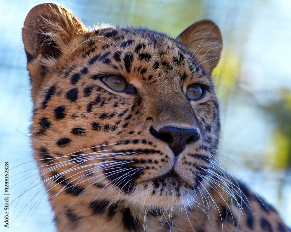 Fototapeta premium Closeup portrait of an amur leopard