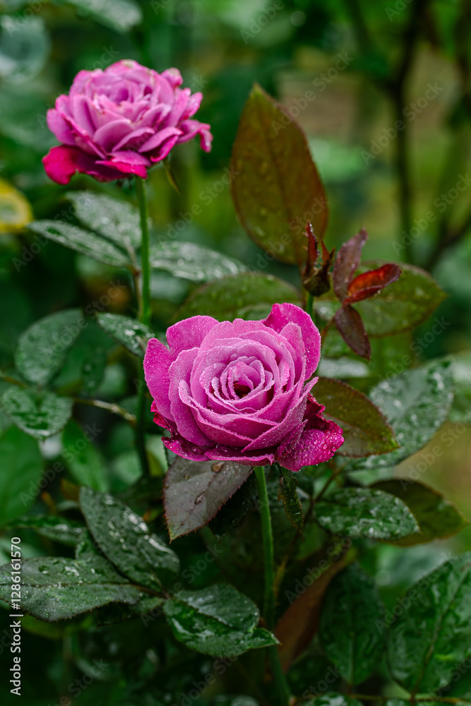 Pink Rose with Morning Dew - Romantic Floral Art Pink Rose with Morning Dew - Romantic Floral Art
