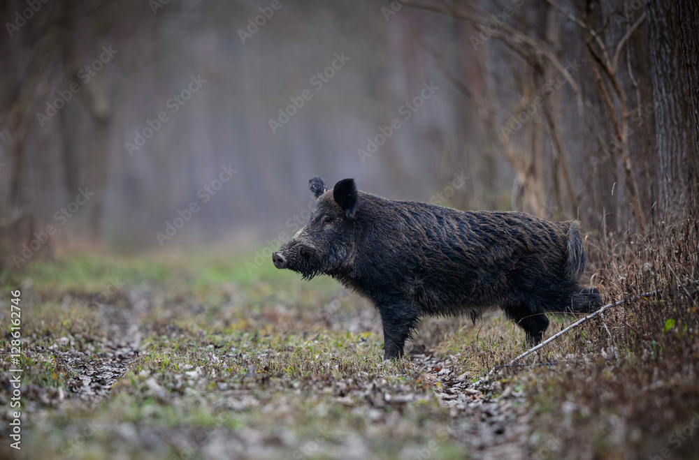 Wild boar walking in forest on foggy day Wild boar walking in forest on foggy day