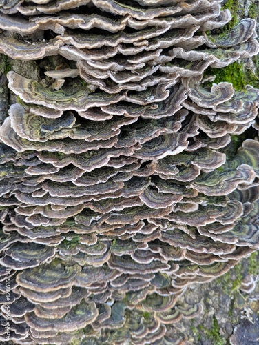 Close up of Turkeytail Fungus Trametes versicolor on a log photo