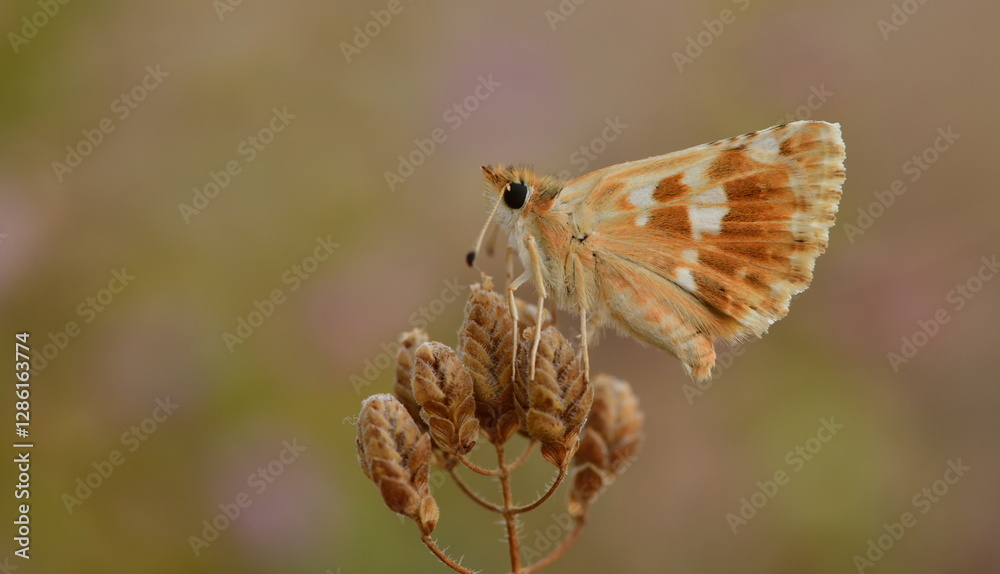 Obraz premium Muschampia proteides 1094