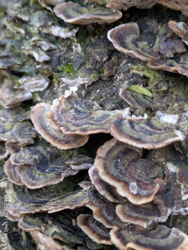 Close up of Turkeytail Fungus Trametes versicolor on a log photo