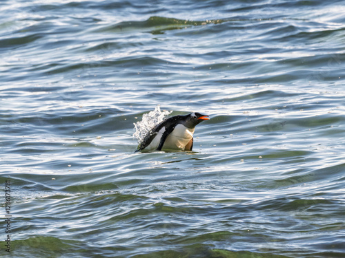 penguin in South Georgia Island, wildlife, nature, travel, bird