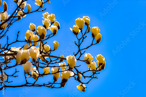 Under the backdrop of a deep blue sky, beautiful magnolias are blooming