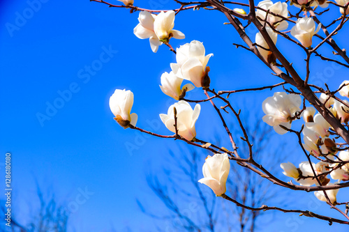 Under the backdrop of a deep blue sky, beautiful magnolias are blooming
