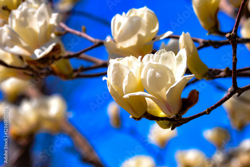 Under the backdrop of a deep blue sky, beautiful magnolias are blooming