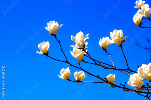 Under the backdrop of a deep blue sky, beautiful magnolias are blooming