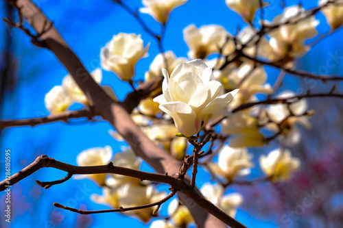 Under the backdrop of a deep blue sky, beautiful magnolias are blooming