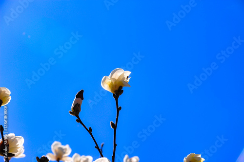 Under the backdrop of a deep blue sky, beautiful magnolias are blooming
