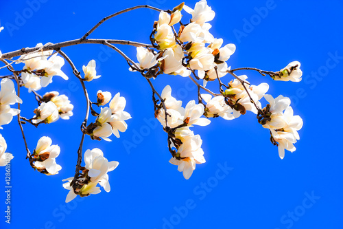 Under the backdrop of a deep blue sky, beautiful magnolias are blooming