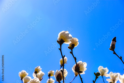 Under the backdrop of a deep blue sky, beautiful magnolias are blooming