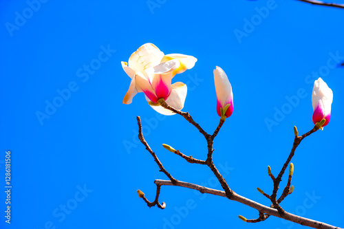 Under the backdrop of a deep blue sky, beautiful magnolias are blooming