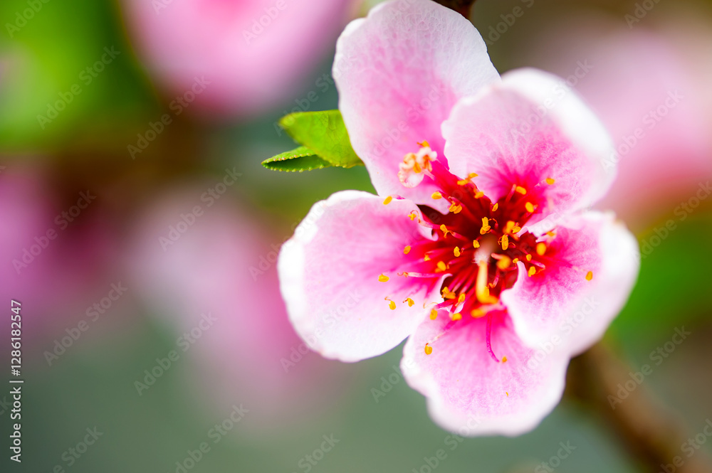 In winter, peach trees in the sun greenhouse bloom with pink peach blossoms In winter, peach trees in the sun greenhouse bloom with pink peach blossoms