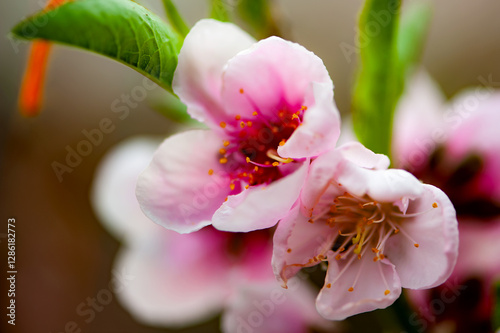 Wallpaper Mural In winter, peach trees in the sun greenhouse bloom with pink peach blossoms Torontodigital.ca