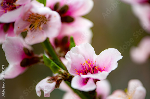 In winter, peach trees in the sun greenhouse bloom with pink peach blossoms