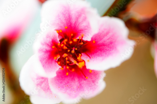 In winter, peach trees in the sun greenhouse bloom with pink peach blossoms