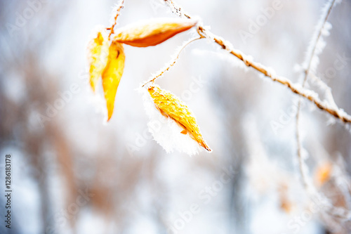 Winter, plants on snowy days, rime effect