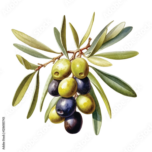 watercolor Olive fruit isolated white background