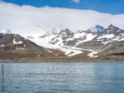 Penguin, beach and snow mountain in South Georgia Island, landscape, nature, water, glacier, travel