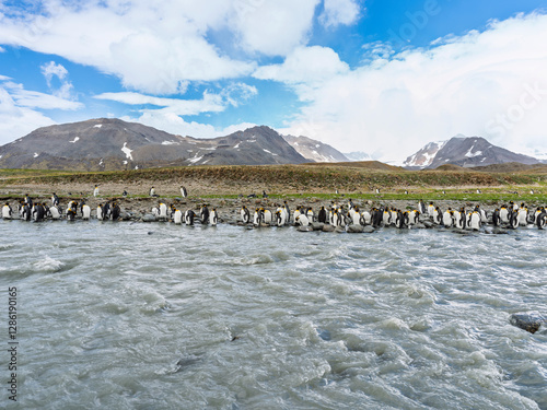 Penguin, river and snow mountain in South Georgia Island