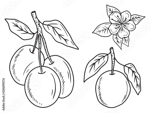 Two realistic plum berry on branch with leaves in black on white background. Hand drawn vector sketch illustration in doodle engraved vintage line art style. Apricot fruit, fruit, vitamin