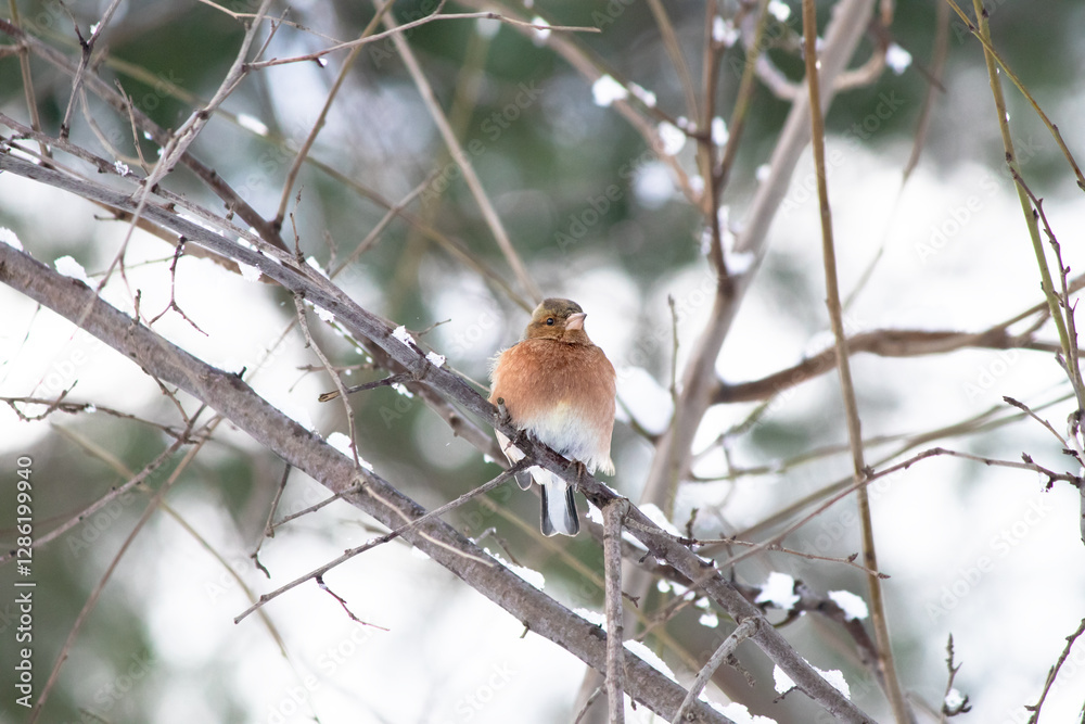 A chaffinch (Fringilla coelebs) perched on a tree branch on a snowy day. Bird, animal idea concept. Ornithology. Alone chaffinch. A chaffinch (Fringilla coelebs) perched on a tree branch on a snowy day. Bird, animal idea concept. Ornithology. Alone chaffinch.