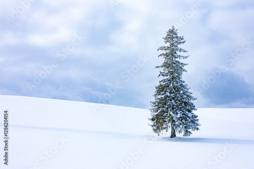 Fotografie Christmas Tree at Biei, Hokkaido, Japan