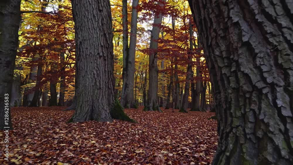 Low-angle video capturing a serene autumn forest scene, highlighting towering trees and a carpet of fallen leaves in warm, earthy tones. Low-angle video capturing a serene autumn forest scene, highlighting towering trees and a carpet of fallen leaves in warm, earthy tones.