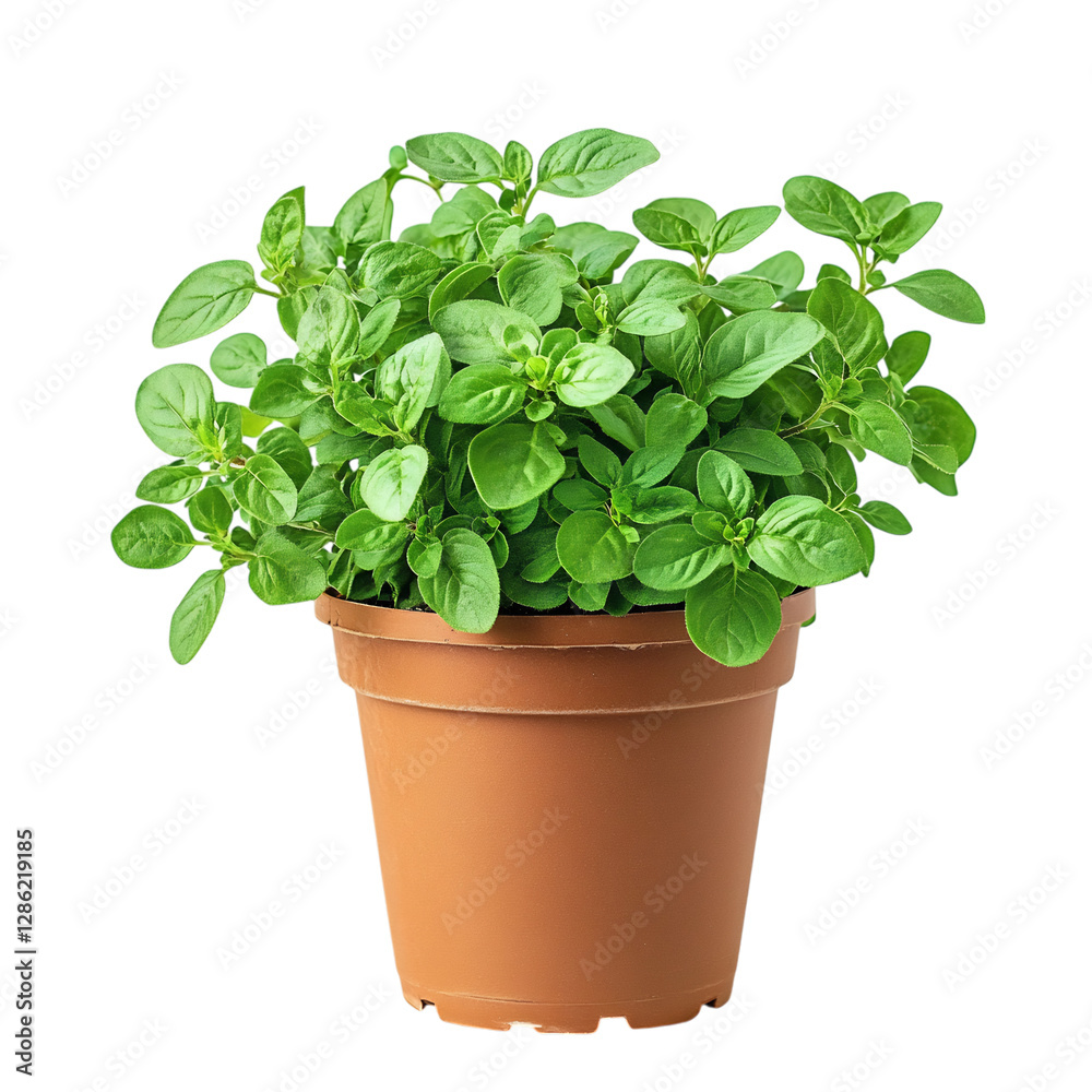A Healthy Potted Oregano Plant with Vibrant Green Leaves Isolated on Transparent Background