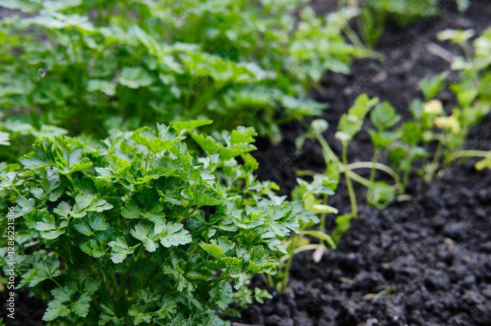 Close-up of fresh parsley greens growing in fertile soil. Young green leaves on a bed, organic growing, gardening and natural products. Blur and selective focus Close-up of fresh parsley greens growing in fertile soil. Young green leaves on a bed, organic growing, gardening and natural products. Blur and selective focus