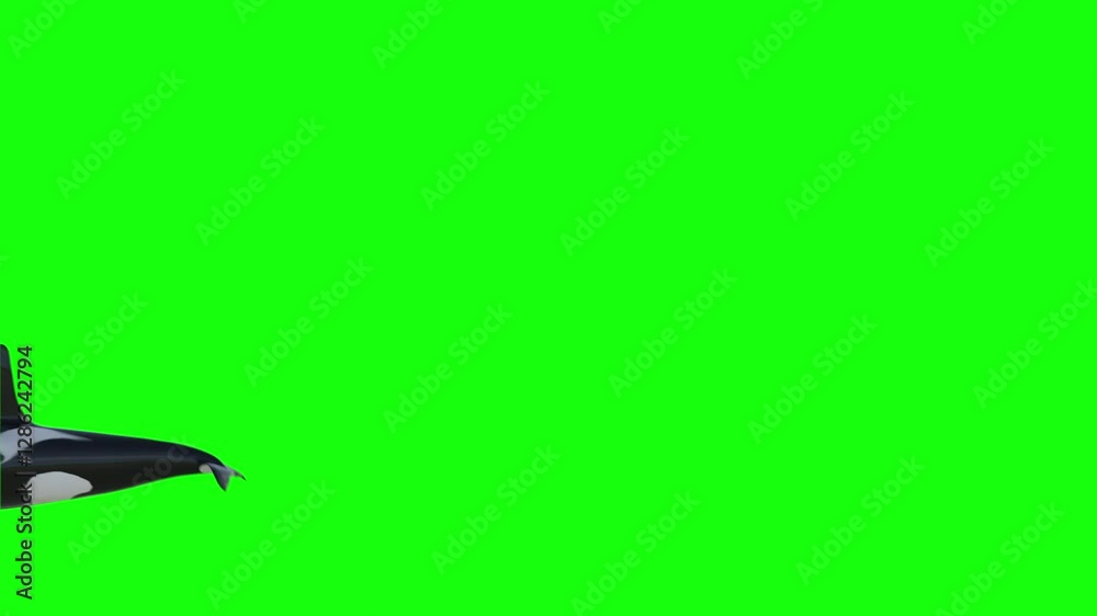 isolated killer whale breaching out of the ocean and swimming on greenscreen
orca jump is 3d animation that shows a swimming giant orcas whale jump out the water