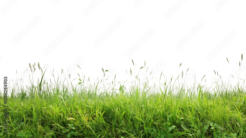 Fototapeta premium Vibrant green grass on a transparent background png format for nature graphics clean white environment