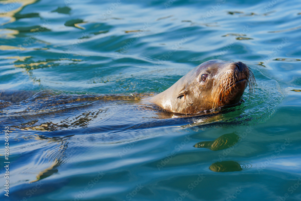 Fototapeta premium Graceful Sea Lion Swimming In Calm Waters Of Oceanside