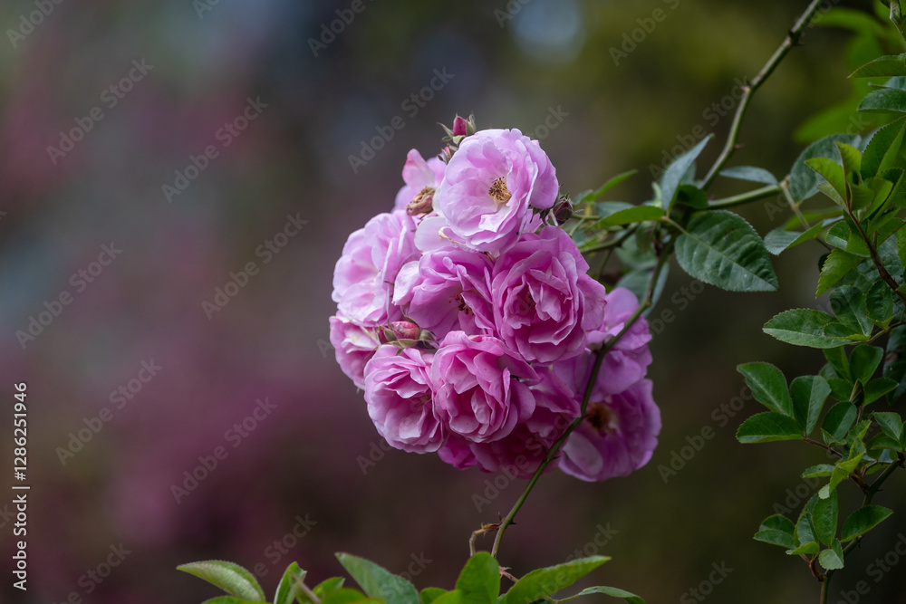 Wild pink climbing roses in full bloom on the background for spring and summer English country cottage garden for perennial and annual plants Wild pink climbing roses in full bloom on the background for spring and summer English country cottage garden for perennial and annual plants