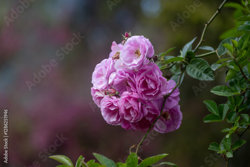 Wild pink climbing roses in full bloom on the background for spring and summer English country cottage garden for perennial and annual plants