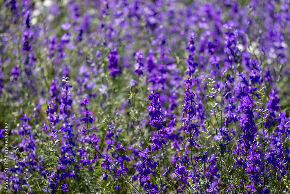 Larkspur flower meadow in full bloom on the background for spring and summer English country cottage garden for perennial and annual plants Larkspur flower meadow in full bloom on the background for spring and summer English country cottage garden for perennial and annual plants