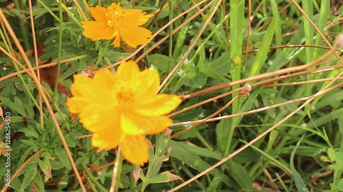 Yellow Cosmos in the backyard