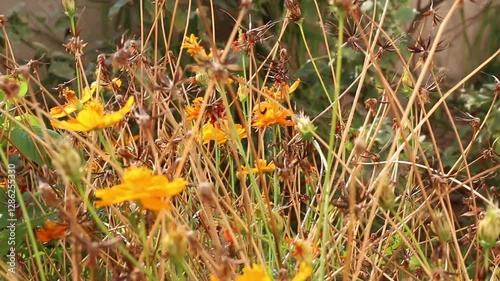 Yellow Cosmos in the backyard