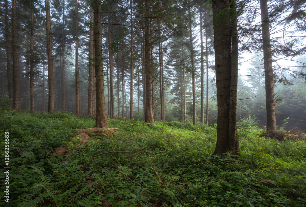 Fototapeta premium forest in the morning