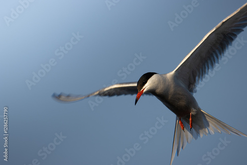 bird in flight photo