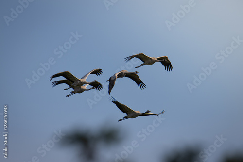 cranes in flight