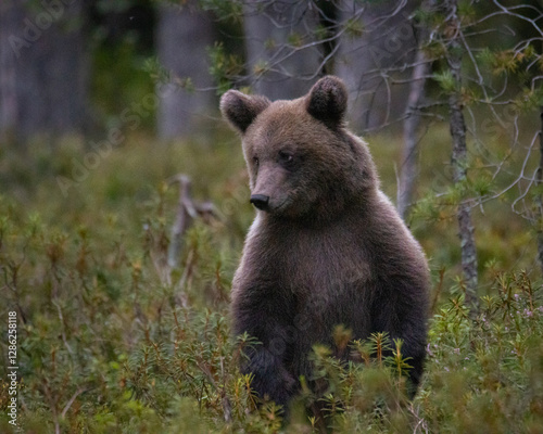 Cuadro en lienzo brown bear cub