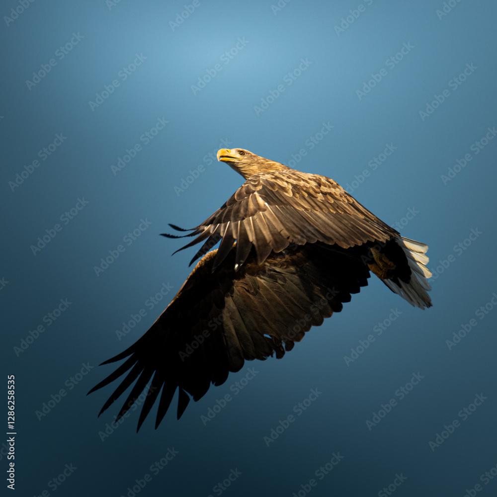 Obraz premium eagle in flight