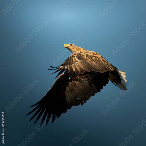 eagle in flight